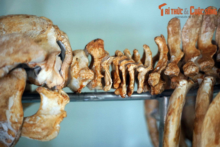 Với cặp mắt rất nhỏ, cá cúi có thị lực hạn chế, nhưng thính giác nhạy bén trong ngưỡng âm thanh hẹp. Khứu giác của chúng cũng rất nhạy bén.