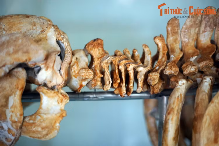 Với cặp mắt rất nhỏ, cá cúi có thị lực hạn chế, nhưng thính giác nhạy bén trong ngưỡng âm thanh hẹp. Khứu giác của chúng cũng rất nhạy bén.