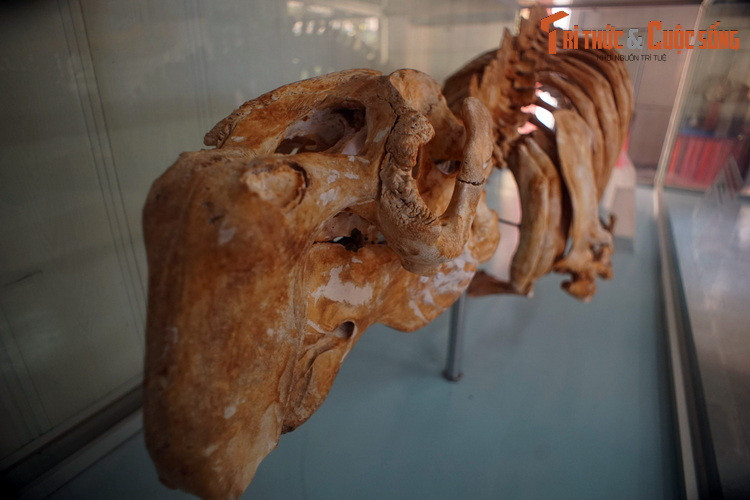 Giống như các họ hàng trong bộ Bò biển, cá cúi có cơ thể hình tròn không có vây lưng hoặc chi sau. Các chi trước hoặc chân chèo có dạng mái chèo. Điểm khác biệt của chúng là có chiếc đuôi giống như đuôi cá heo.