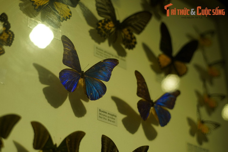 Bướm morpho dải xanh (Morpho achilles) được coi là một trong những loài bướm đẹp nhất thế giới. Mẫu vật này được đưa đến từ Brazil. Trong tự nhiên, loài bướm này phân bố ở Nam Mỹ.