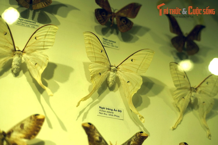 Mẫu ngài trăng Ấn Độ (Actias selene) thu thập ở Vĩnh Phúc. Có thể dài đến 18 cm, đây là một trong những loài bướm được giới sưu tầm quốc tế săn lùng.