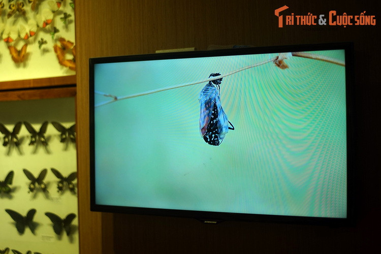 Tại Bảo tàng Thiên nhiên Việt Nam, vòng đời của loài bướm được miêu tả bằng video rất trực quan và sinh động.