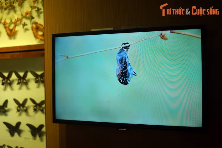 Tại Bảo tàng Thiên nhiên Việt Nam, vòng đời của loài bướm được miêu tả bằng video rất trực quan và sinh động.