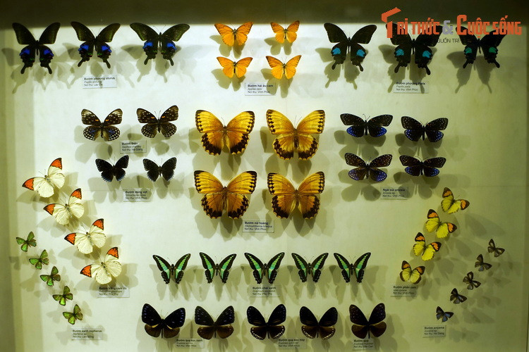 Tại bảo tàng này, rất nhiều loài bướm được phân loại và bài trí đầy tính thẩm mỹ trong các khung kính để phục phụ nhu cầu tham quan, học tập, nghiên cứu của các tầng lớp dân chúng.