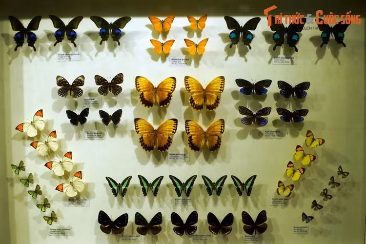 Tại bảo tàng này, rất nhiều loài bướm được phân loại và bài trí đầy tính thẩm mỹ trong các khung kính để phục phụ nhu cầu tham quan, học tập, nghiên cứu của các tầng lớp dân chúng.