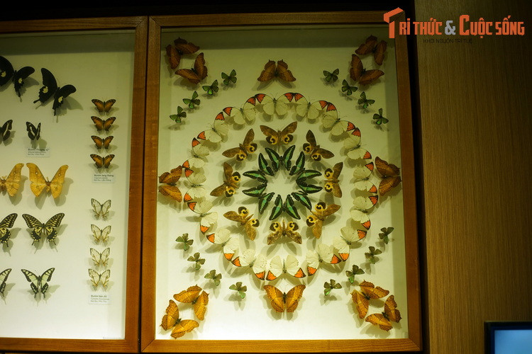 Tất cả các loài bướm và bướm đêm nằm trong bộ côn trùng Cánh vảy (Lepidoptera), rất đa dạng và phong phú với hơn 170.000 loài đã được ghi nhận. Trong đó, bướm (Rhopalocera) chiếm 11% số loài, bướm đêm hay ngài (Heterocera) chiếm 89% số loài.