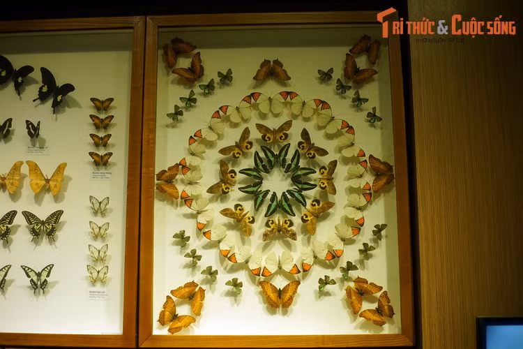 Tất cả các loài bướm và bướm đêm nằm trong bộ côn trùng Cánh vảy (Lepidoptera), rất đa dạng và phong phú với hơn 170.000 loài đã được ghi nhận. Trong đó, bướm (Rhopalocera) chiếm 11% số loài, bướm đêm hay ngài (Heterocera) chiếm 89% số loài.