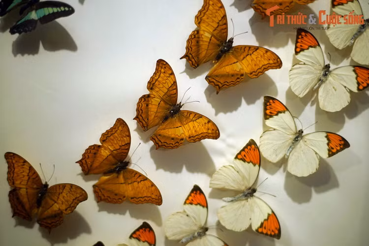 Quá trình sinh trưởng và phát triển của bướm gồm các giai đoạn từ trứng đến sâu non, nhộng và bướm trưởng thành, với nhiều thay đổi phức tạp về hình thái bên ngoài và các cơ quan bên trong, được gọi là sự biến thái.