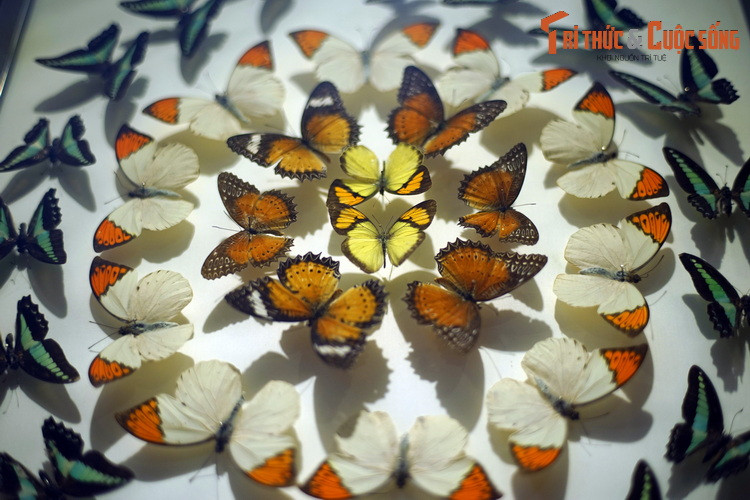 Màu sắc cánh bướm được hình thành từ các lớp vảy phần, như những viên ngói xếp trên cánh, vì thế chúng có tên là côn trùng Cánh vảy.