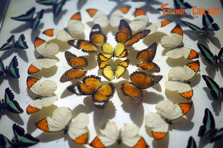 Màu sắc cánh bướm được hình thành từ các lớp vảy phần, như những viên ngói xếp trên cánh, vì thế chúng có tên là côn trùng Cánh vảy.