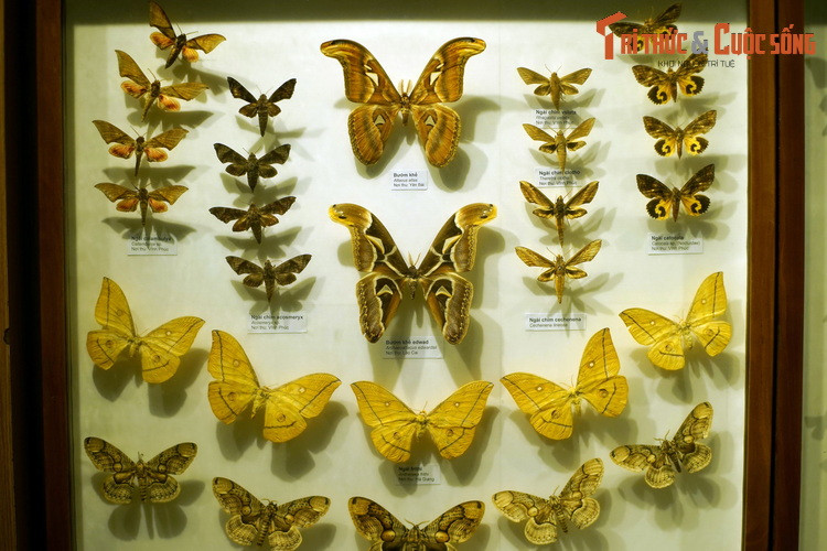 Có thể bắt gặp ở nơi đây nhiều loài bướm nổi tiếng, tiêu biểu như bướm khế (Attacus atlas) - loài bướm đêm lớn nhất thế giới. Có tên trong Sách Đỏ Việt Nam, loài bướm này có thể đạt sải cánh 25-30 cm.