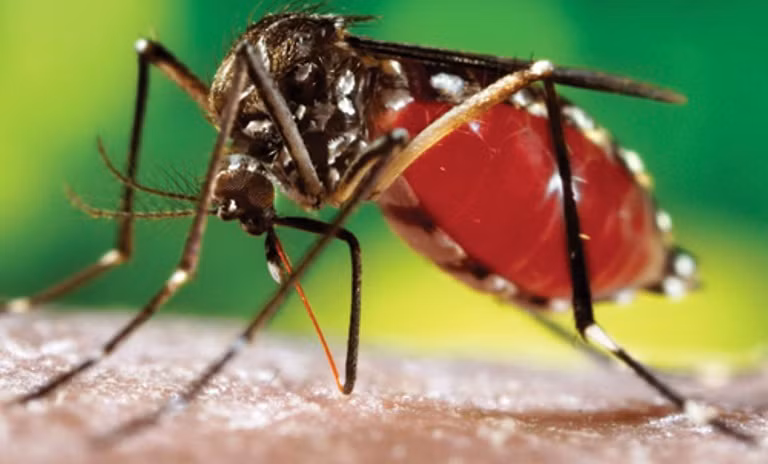 Ngoài ra, sốt xuất huyết gây xuất huyết trong dịch kính mắt: Dịch kính là chất lỏng lầy nhầy trong nhãn cầu, bình thường dịch kính trong suốt thì ta mới nhìn thấy được mọi vật. Khi một mạch máu trong mắt bị vỡ, máu tràn vào trong buồng dịch kính che khuất các vật ở trước mắt khiến bệnh nhân gần như mù hẳn.