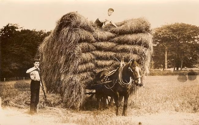 Tại Australia từng có quy định yêu cầu mọi loại xe từ xe ngựa kéo, taxi, ô tô cá nhân khi tham gia lưu thông trên đường đều phải chở theo ít nhất một bó cỏ khô. Đạo luật này được cho là sẽ đảm bảo an toàn cho những người đi đường,