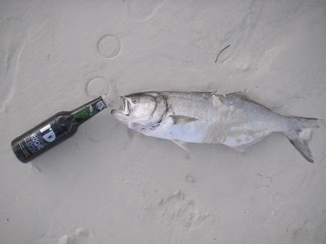 Tại Ohio, Mỹ, bạn sẽ gặp phải những hậu quả nghiêm trọng khi uống say bên cạnh những chú cá.