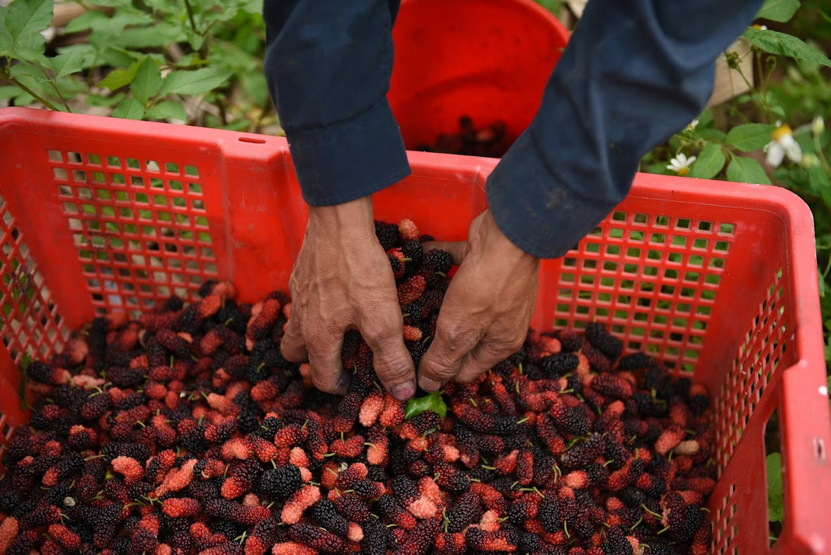 Khi hết vụ, người dân cắt, tỉa cành và chuyển sang làm các công việc khác. Đến cuối năm, cây dâu rụng lá, khi đó, bà con mới ra ruộng bón thúc để cây ra lá non đón mùa quả mới.