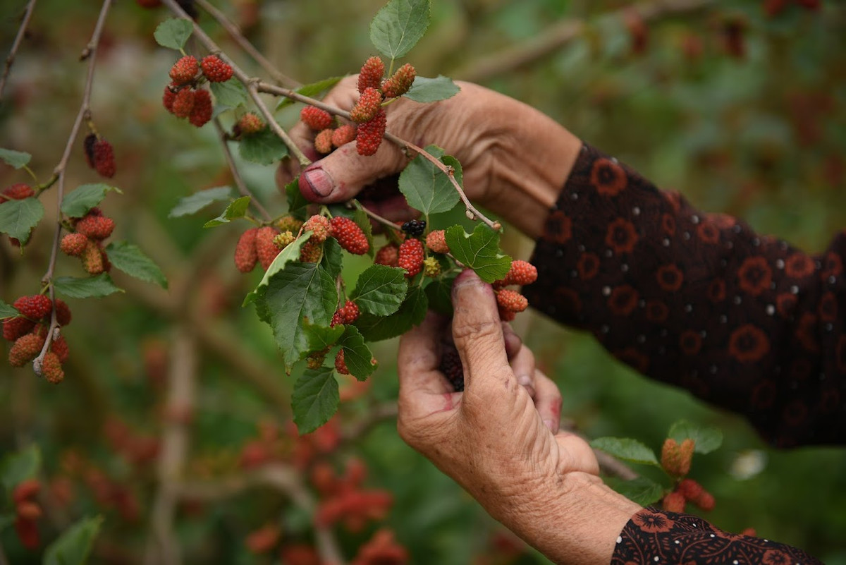 Những vườn dâu rộng lớn được trồng trong nhiều năm, gốc cây rất to, sai trĩu quả mọng nước.