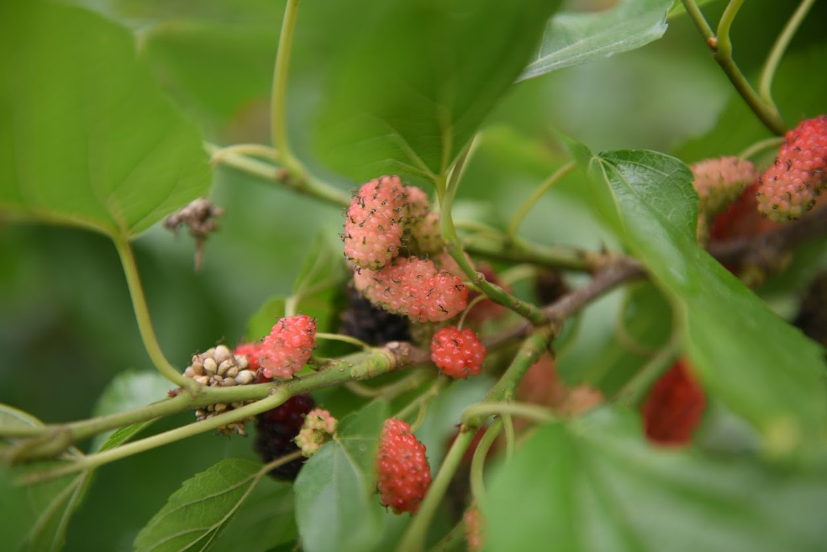  Mùa dâu tằm chín bắt đầu từ khoảng những ngày cuối tháng 2 (âm lịch) và kéo dài khoảng một tháng. Đây cũng là thời điểm nông dân Hiệp Thuận tất bật vào vụ thu hoạch dâu.