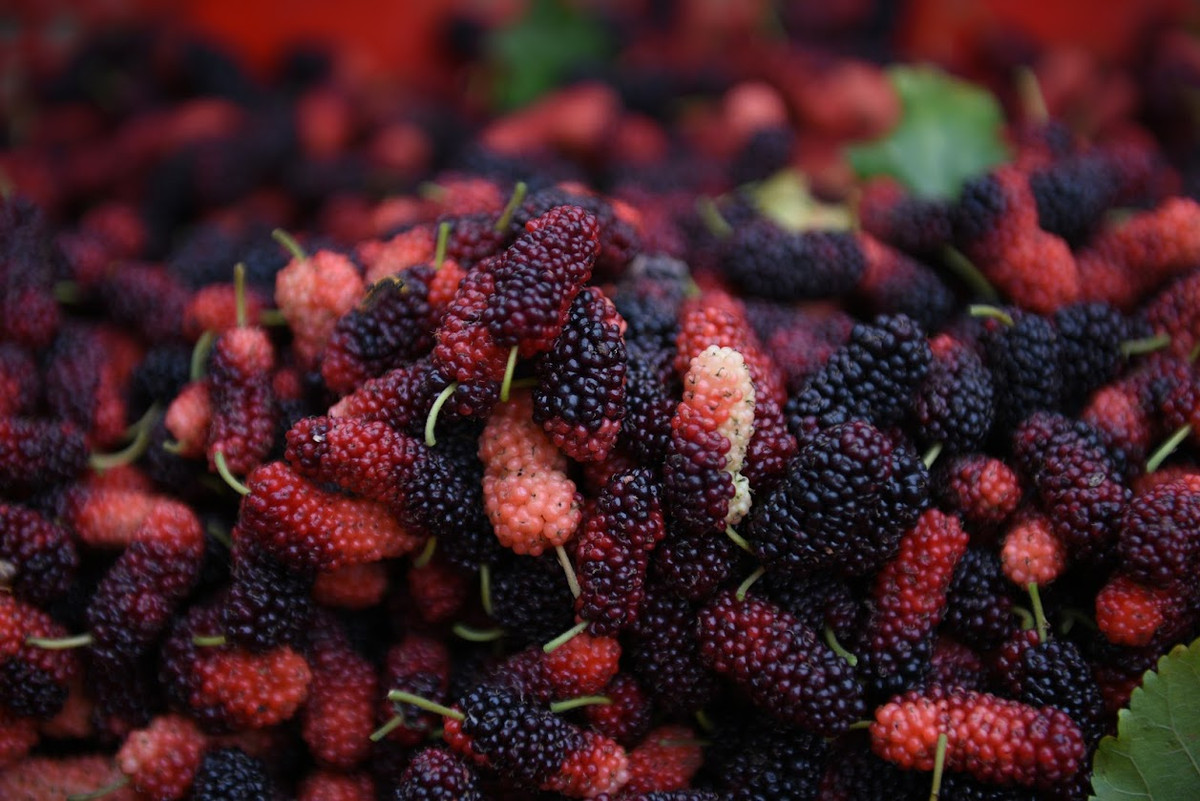 Quả dâu tằm khi chín có thể ăn trực tiếp, ngâm đường thành siro làm thức uống giải khát hoặc làm mứt, làm bánh.