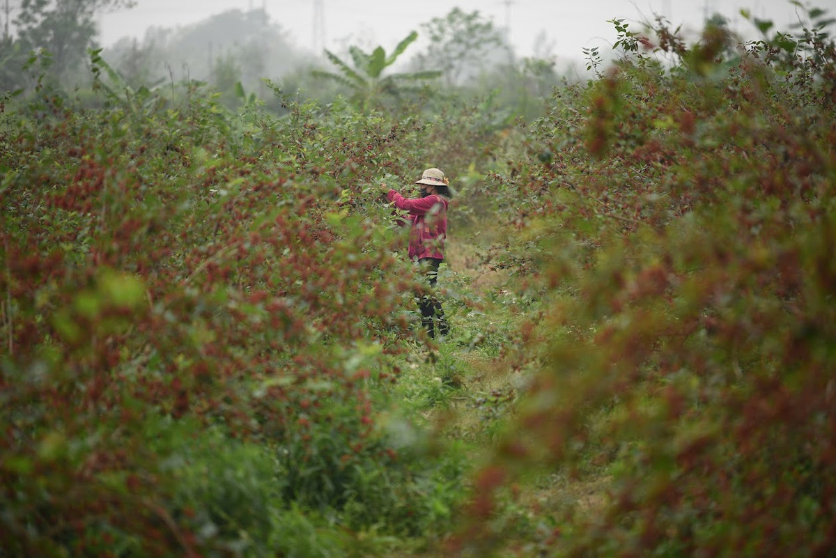 Trồng dâu tằm đơn giản, không mất nhiều công chăm sóc, trồng một lần có thể thu hoạch được nhiều năm, gốc dâu càng to càng cho nhiều quả.