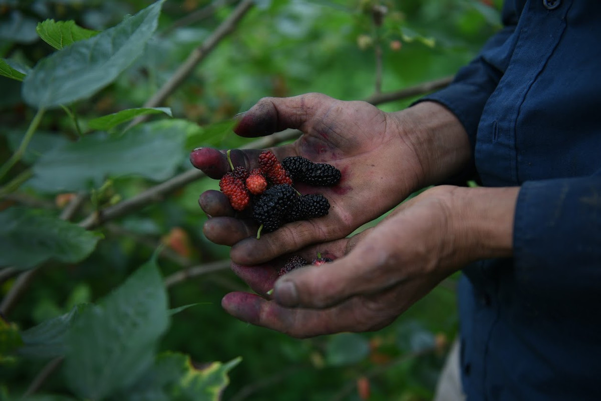 Theo các hộ trồng dâu, chất lượng dâu tằm phụ thuộc nhiều vào thời tiết. Nếu trời nắng nóng dâu chín nhanh và ngọt, khi mưa, lạnh thì dâu nhạt hơn.