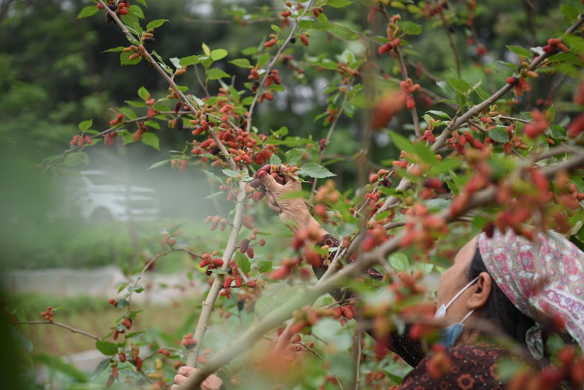 Vườn dâu tại xã Hiệp Thuận rộng khoảng 15ha. Nằm cạnh sông Đáy nên đất nơi đây có lượng phù sa giàu dinh dưỡng, tạo điều kiện cho cây phát triển.