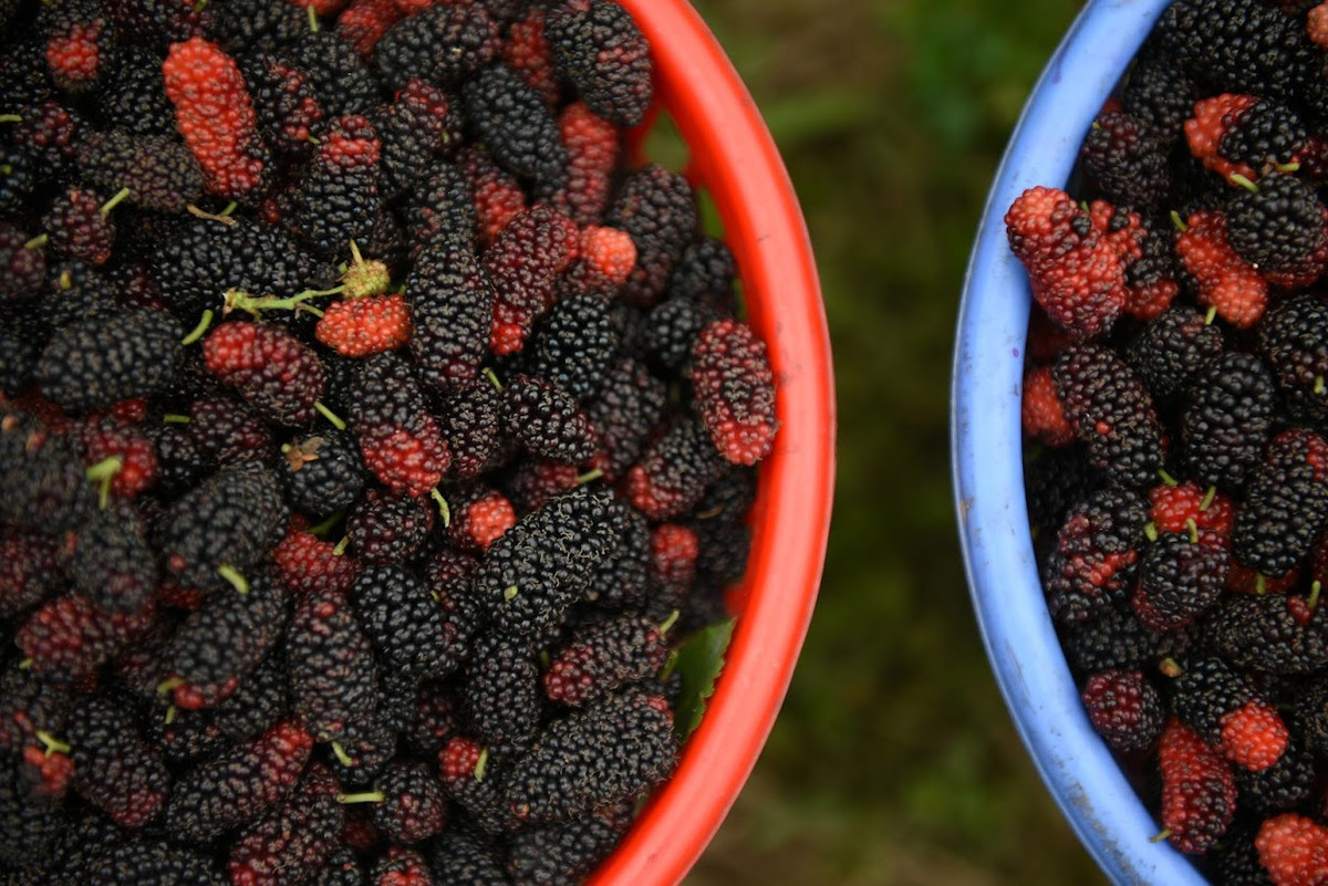 Năm nay, giá dâu tằm ổn định, dao động trong khoảng 15.000-25.000 đồng/kg, tùy theo chất lượng và thời điểm thu hoạch. Hiện tại, dâu bán tại ruộng đang có giá 15.000 đồng/kg.