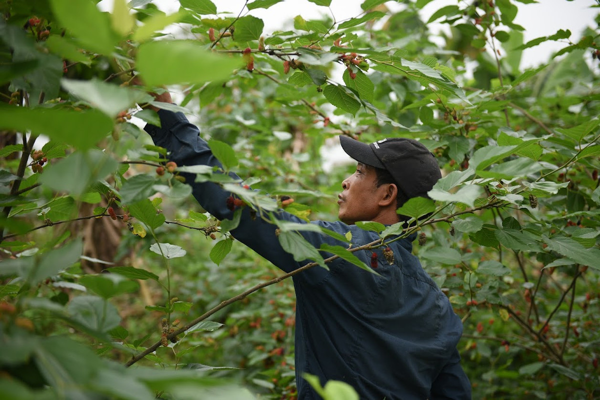 Khi quả dâu gần chín sẽ chuyển từ màu xanh sang màu hồng, quả chín hơn sẽ chuyển sang màu đỏ, rồi tím thẫm. Đó cũng là lúc người nông dân sẽ hái dâu để bán.