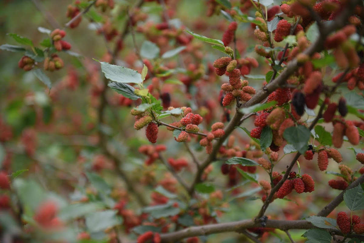Vào những ngày cuối tháng 3, đầu tháng 4, khu vực bãi sông của xã Hiệp Thuận (huyện Phúc Thọ) nổi bật với những gam màu hồng, đỏ, rồi tím thẫm theo độ chín của trái dâu tằm. Năm nay, dâu được mùa khiến nông dân nơi đây rất vui mừng.