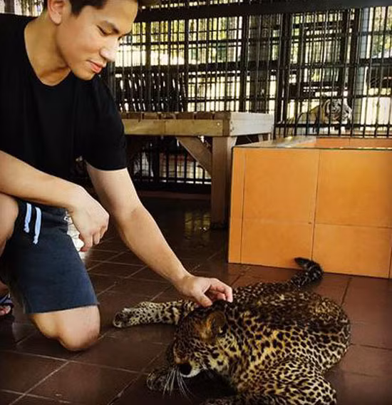 Mèo, hổ, ngựa là những con vật thường xuyên được hoàng tử đẹp trai chăm sóc, quan tâm.