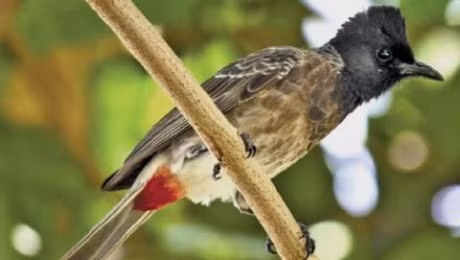 Với ông Bảo, việc chăm sóc chim để chúng hót hay, nhảy giỏi là cả một nghệ thuật. Với thú vui tao nhã, đặc trưng và sự chăm lo rất tỉ mỉ, tháng 7/2015, ông Hoài Bảo đã giành Giải khuyến khích cuộc thi "Tiếng hot chim chào mào".