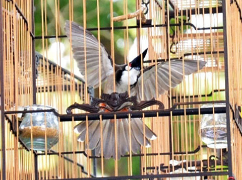 Cụ thể, vào ngày 14/7/2015, hai đối tượng Bùi Quang Minh Tấn (SN 1993, trú tại thôn Đàn Hạ, xã Tam Đàn, huyện Phú Ninh, tỉnh Quảng Nam, còn có tên gọi là Đen) và Nguyễn Văn Tùng (SN 1993, trú tại thôn Thạnh Hòa 2, xã Tam Đàn, huyện Phú Ninh, tỉnh Quảng Nam) đi xe mô tô đến biệt thự của ông Hoài Bảo, đột nhập vào lấy trộm một lồng chim chào mào.