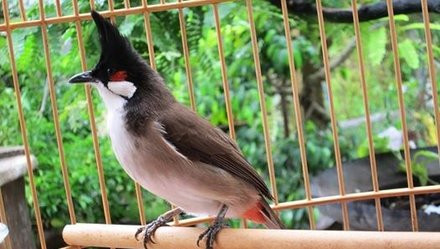 Giám đốc Sở mất chim chào mào một lần nữa vào sáng 17/7/2015 khi hai đối tượng nêu trên trắng trợn quay trở lại, cắp thêm một lồng chim nhưng đã bị công an phát hiện, bắt giữ trên đường đem đi bán. Tại cơ quan điều tra, Tùng và Tấn đã khai nhận toàn bộ hành vi phạm tội của mình, phù hợp với các chứng cứ, tài liệu mà cơ quan điều tra đã thu thập được.