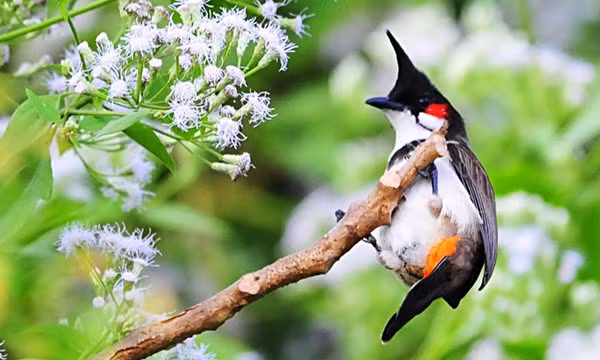 Ngày 21/7/2015, Cơ quan Cảnh sát điều tra Công an TP Tam Kỳ, tỉnh Quảng Nam đã ra các quyết định khởi tố bị can đối với Bùi Quang Minh Tấn và Nguyễn Văn Tùng về tội “Trộm cắp tài sản” đồng thời tống đạt lệnh bắt tạm giam đối với 2 đối tượng.