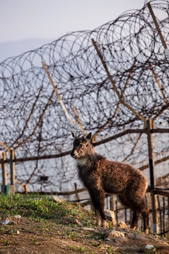 Một chú dê xuất hiện ở Khu phi quân sự, bên cạnh là hàng rào dây thép gai.