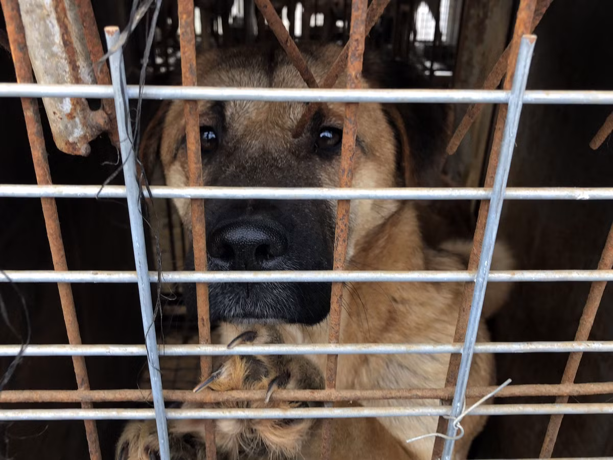 Theo thống kê, có khoảng 17.000 trang trại nuôi chó làm thịt trên toàn Hàn Quốc. Việc nuôi nhốt, giết mổ và buôn bán thịt chó ở Hàn Quốc, dù gặp nhiều chỉ trích từ các tổ chức bảo vệ động vật phương Tây, vẫn ít có sự thay đổi. Ngay cả trong giới trẻ Hàn Quốc, một bộ phận không nhỏ vẫn coi thịt chó là một món ăn truyền thống. Ảnh: USA Today.