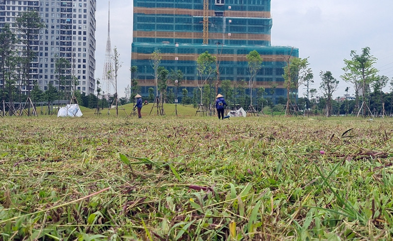 Cỏ bên trong công viên được công nhân chăm sóc, cắt tỉa liên tục.