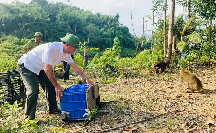 Trong số những cá thể trên có 3 cá thể khỉ mặt đỏ, 3 cá thể khỉ đuôi lợn và 1 cá thể khỉ mốc do Vườn Quốc gia Pù Mát (Nghệ An) bàn giao cho Vườn Quốc gia Vũ Quang vào sáng nay; số còn lại được vườn tiếp nhận, chăm sóc từ trước.