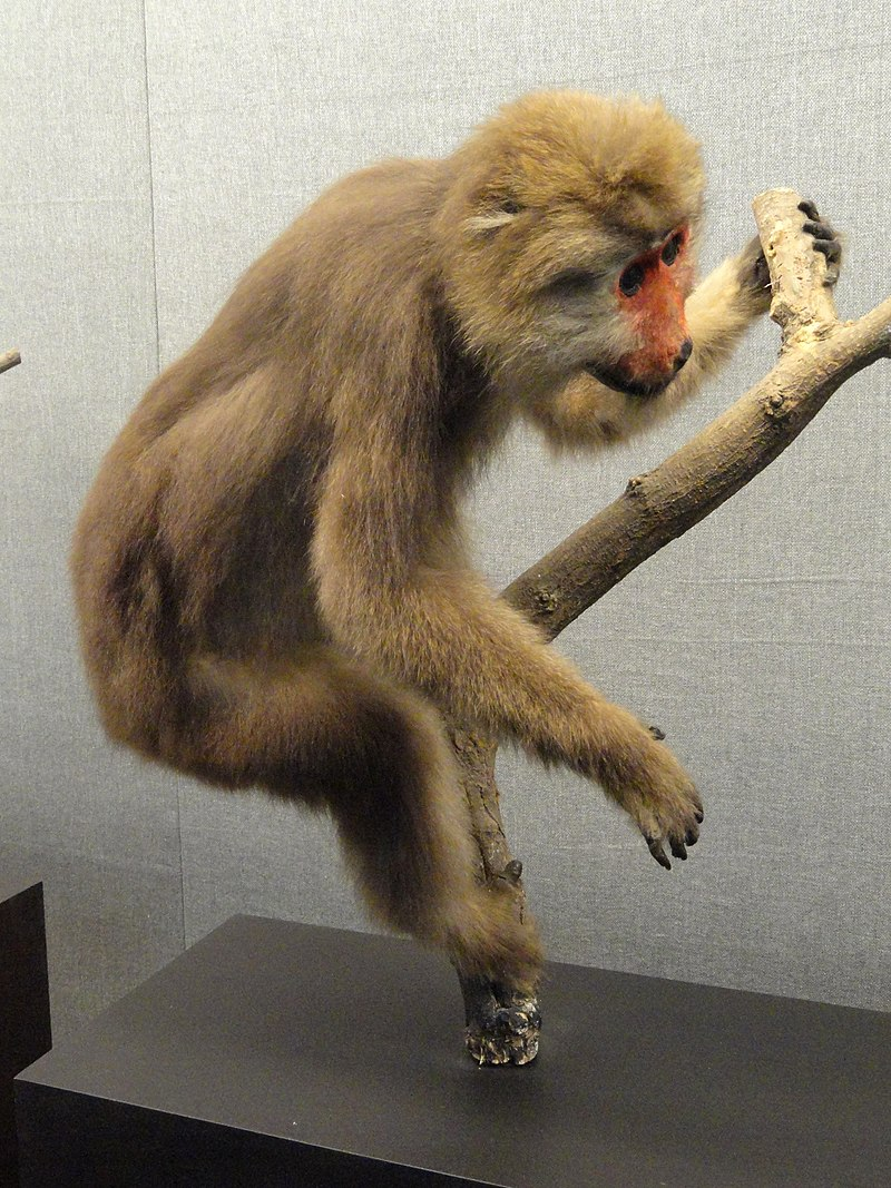 Đây là loài có tên trong danh mục Sách đỏ Việt Nam, là loài động vật rừng nguy cấp, quý hiếm nhóm IIB.