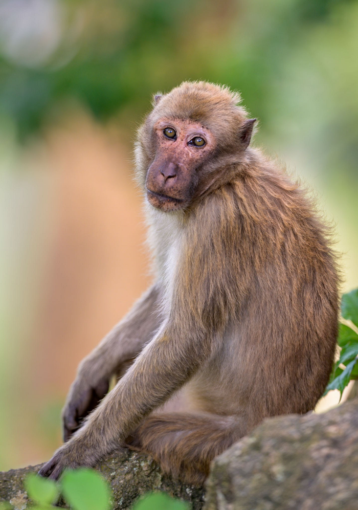 Khỉ mốc là loài kiếm ăn ban ngày. Chúng sống tại các khu rừng núi đá và rừng lá bán rụng. Tại một số khu vực, khỉ mốc bị đe dọa do môi trường sống bị phá hủy.