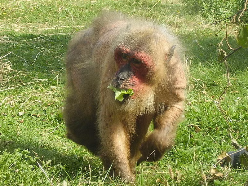 Việc Vườn Quốc Pù Mát bàn giao các cá thể khỉ mặt đỏ cho Vườn Quốc gia Vũ Quang nằm trong chương trình hợp tác, phối hợp trong công tác cứu hộ, tái thả động vật hoang dã; đồng thời, phân tách đàn ra nhiều vùng khác nhau nhằm tạo hiệu quả trong công tác bảo tồn.