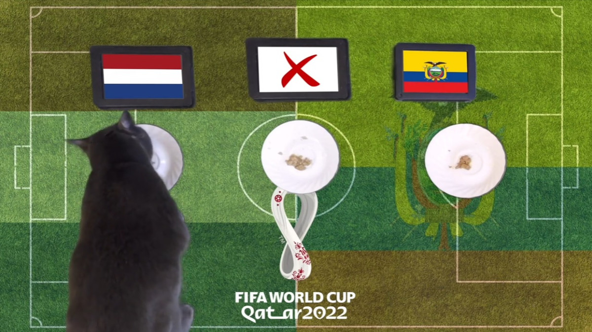 Như thường lệ, chú mèo tiên tri Cass đã đưa ra lựa chọn của riêng mình cho cặp đấu Hà Lan vs Ecuador. Theo đó, Hà Lan là đội bóng được Cass lựa chọn.