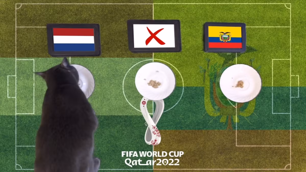Như thường lệ, chú mèo tiên tri Cass đã đưa ra lựa chọn của riêng mình cho cặp đấu Hà Lan vs Ecuador. Theo đó, Hà Lan là đội bóng được Cass lựa chọn.