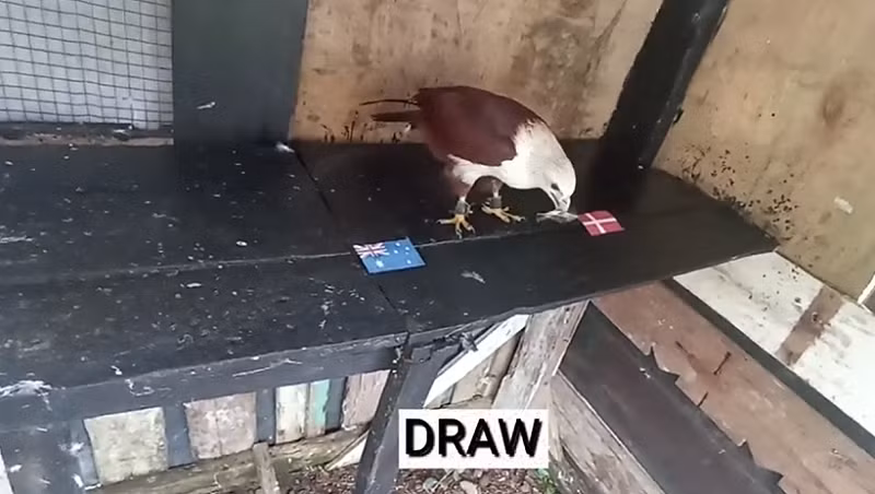 Trước trận đấu Australia vs Đan Mạch, nhà tiên tri động vật là đại bàng Romeo nhộn trổ tài dự đoán bóng đá kết quả trận đấu này là hai đội chia điểm. Tuy nhiên, chim vẹt vui nhộn dự đoán chiến thắng dành cho đội tuyển Đan Mạch