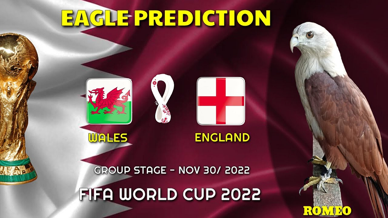 Đại bàng Romeo là "nhà tiên tri" từng gây sốt khi dự đoán chính xác nhà vô địch Euro 2021. Ngoài ra chú chim này cũng đưa ra nhiều dự đoán bóng đá chính xác trong các giải bóng đá ngoại hạng Anh, La Liga, Copa America 2021.