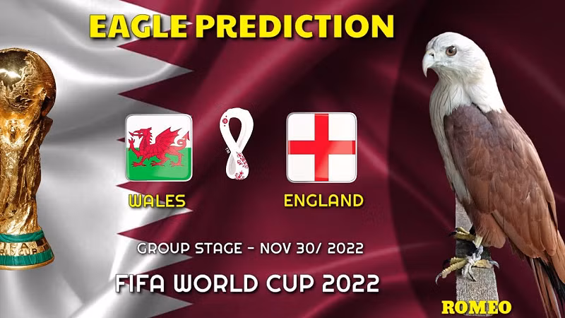 Đại bàng Romeo là "nhà tiên tri" từng gây sốt khi dự đoán chính xác nhà vô địch Euro 2021. Ngoài ra chú chim này cũng đưa ra nhiều dự đoán bóng đá chính xác trong các giải bóng đá ngoại hạng Anh, La Liga, Copa America 2021.