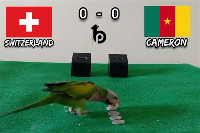 Trong khi đó, chim vẹt vui nhộn được cư dân mạng yêu thích với nhiều dự đoán chính xác trong các giải bóng đá ngoại hạng Anh, Pháp, cúp C1.