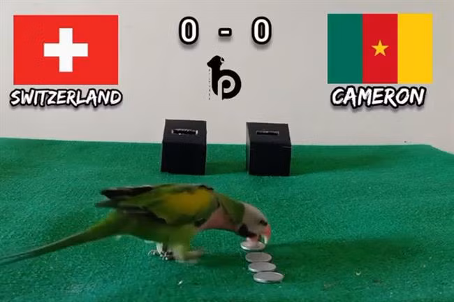 Trong khi đó, chim vẹt vui nhộn được cư dân mạng yêu thích với nhiều dự đoán chính xác trong các giải bóng đá ngoại hạng Anh, Pháp, cúp C1.