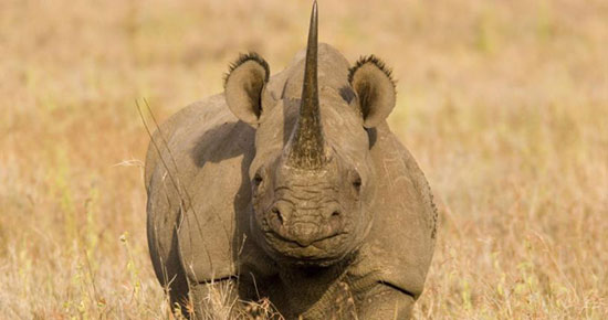  2. Tê giác đen: Trái ngược với tên gọi của mình, tê giác đen có màu xám. Tê giác đen là loài nằm động vật nằm trong danh sách động vật đang ở tình trạng đối mặt với nguy cơ tuyệt chủng thuộc nhóm cực kỳ nguy cấp. Nạn săn bắn trộm quá mức để lấy sừng đã đẩy loài này tới nguy cơ tuyệt chủng.