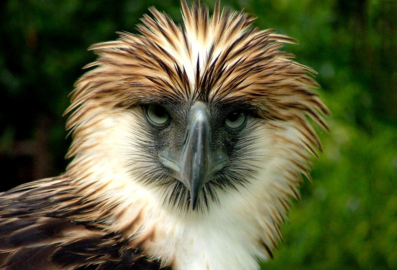  3. Đại bàng Philippine: Đại bàng khổng lồ Philippines được gọi là chúa tể của các loài chim.