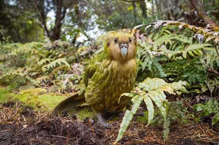 Là loài vẹt duy nhất trên thế giới không biết bay, sự sống của vẹt Kakapo đang bị đe dọa trên chính quê hương New Zealand của chúng.